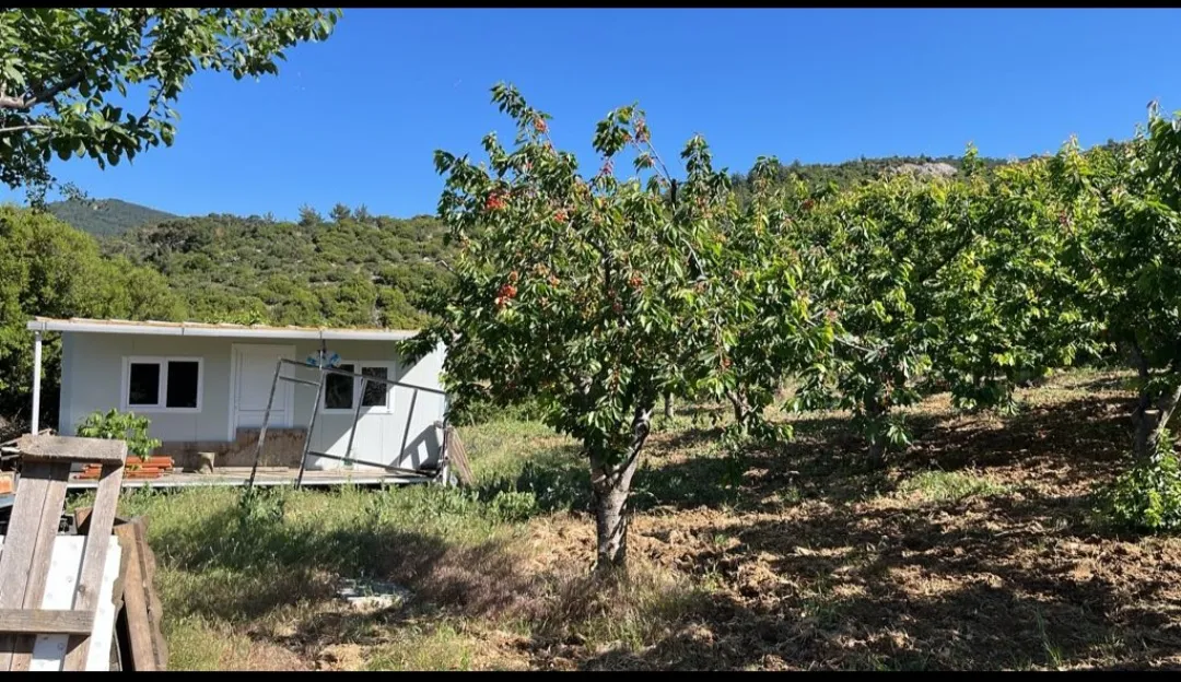Kemalpaşa Beşpınar'da Bakımlı Ve Verimli Kiraz Bahçesi