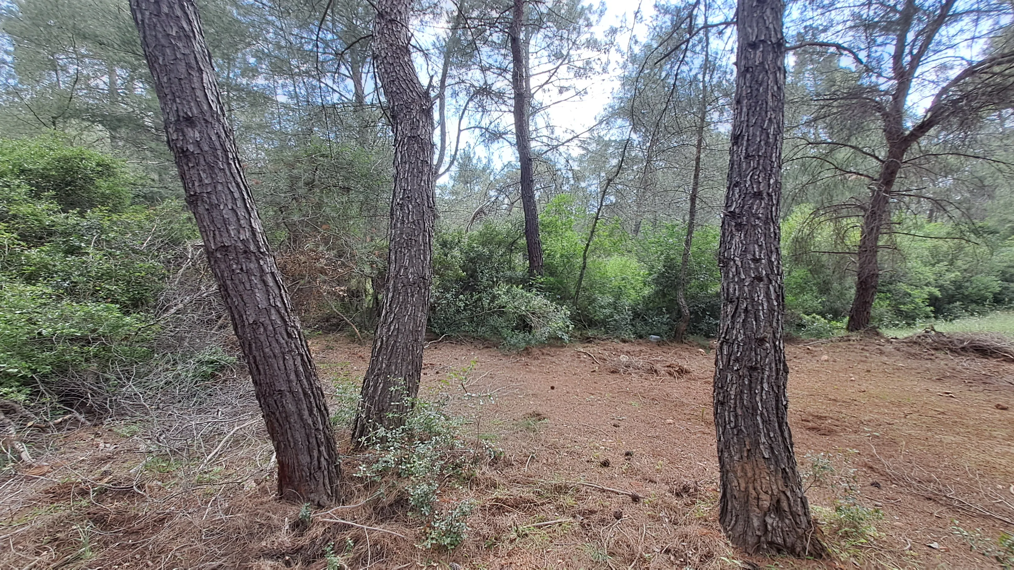 Özusta Gayrimenkul'den Menderes Çakaltepe'de 3 Tarafı Ormana Komşu Muhteşem Zeytinlik
