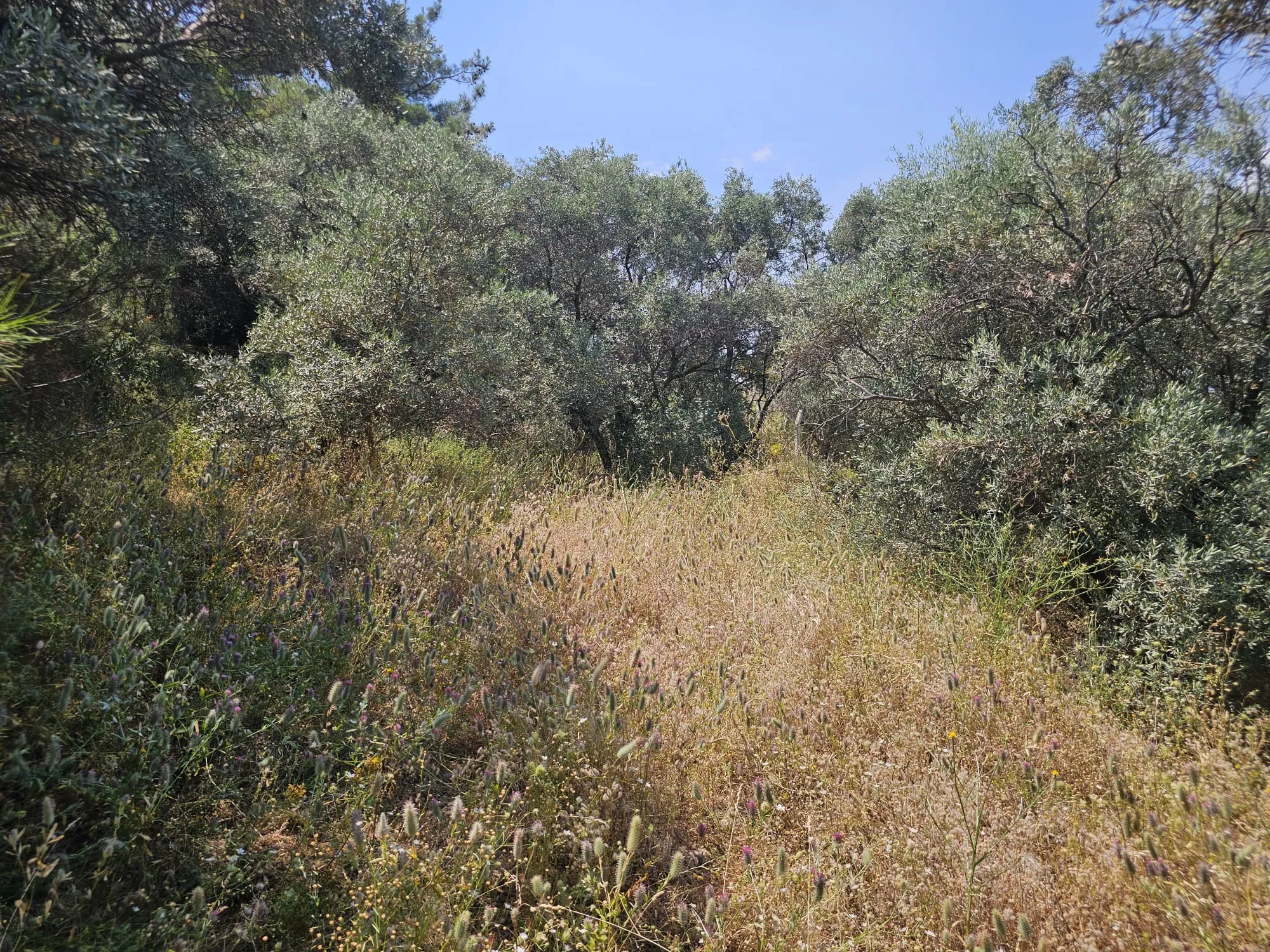 İzmir Kemalpaşa Armutlu Hürriyet Mahallesi'nde 700 m² Satılık İmarlı Arsa