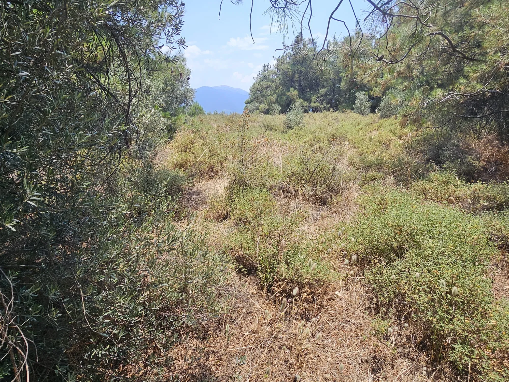 İzmir Kemalpaşa Armutlu Hürriyet Mahallesi'nde 700 m² Satılık İmarlı Arsa