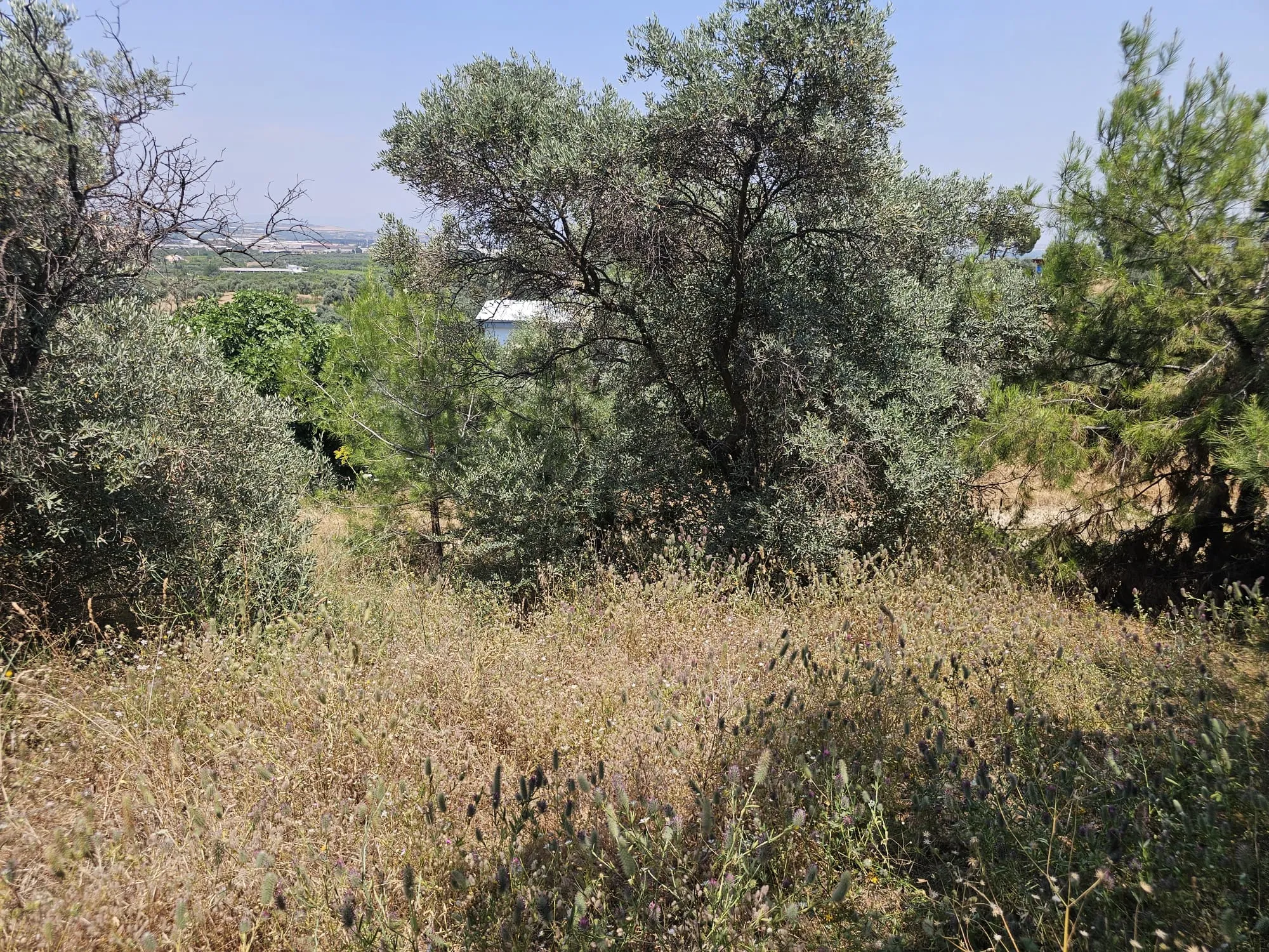 İzmir Kemalpaşa Armutlu Hürriyet Mahallesi'nde 700 m² Satılık İmarlı Arsa