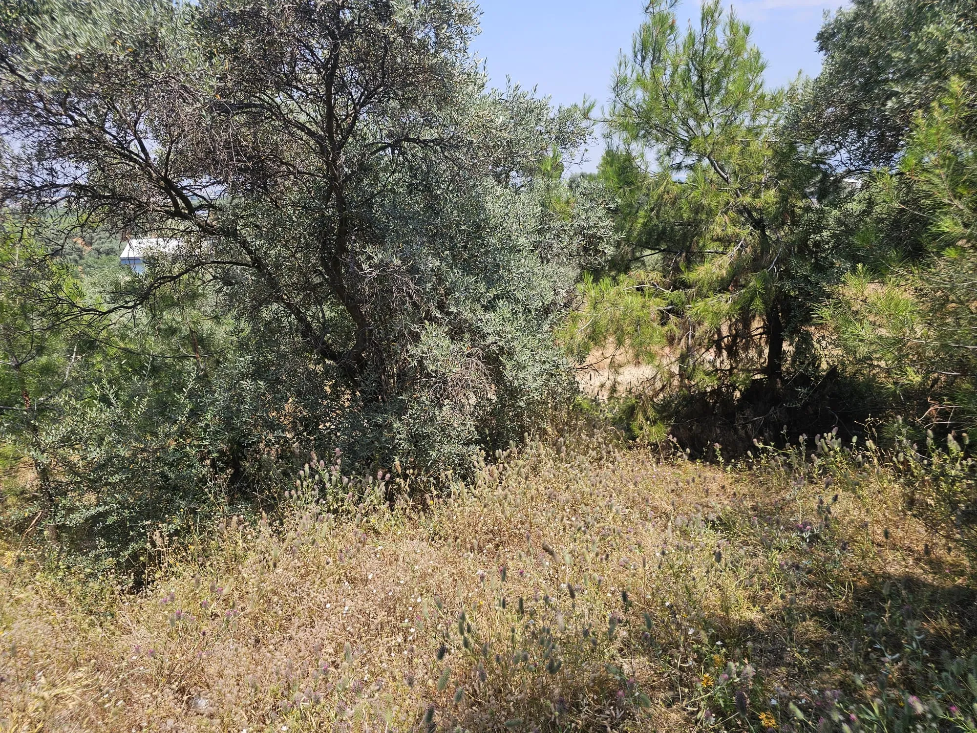 İzmir Kemalpaşa Armutlu Hürriyet Mahallesi'nde 700 m² Satılık İmarlı Arsa