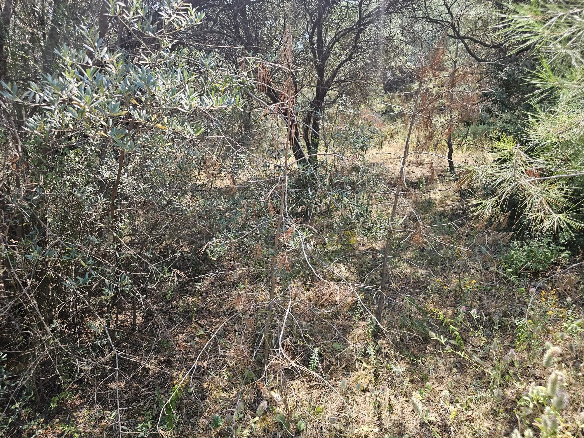 İzmir Kemalpaşa Armutlu Hürriyet Mahallesi'nde 700 m² Satılık İmarlı Arsa