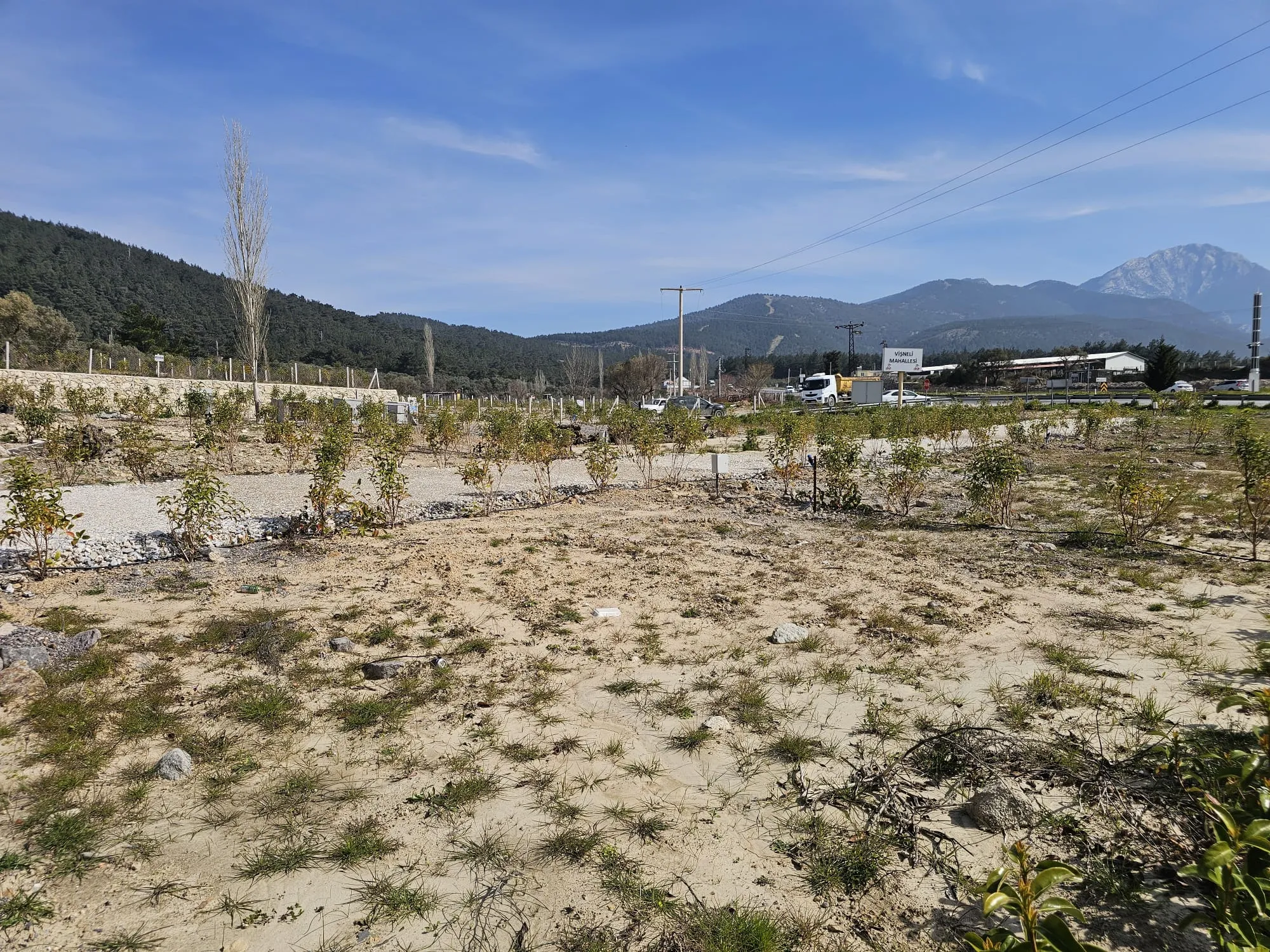 İzmir Kemalpaşa Vişneli'de Satılık Köşe Parsel Bahçe