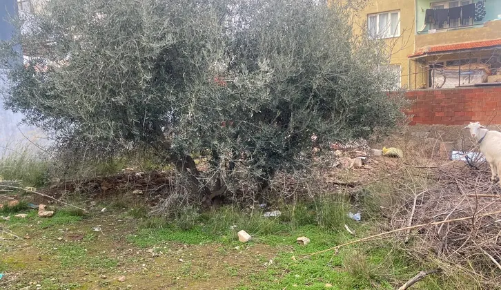 İzmir Kemalpaşa Ören Egemen Mahallesi'nde 275 m² Satılık İmarlı Arsa