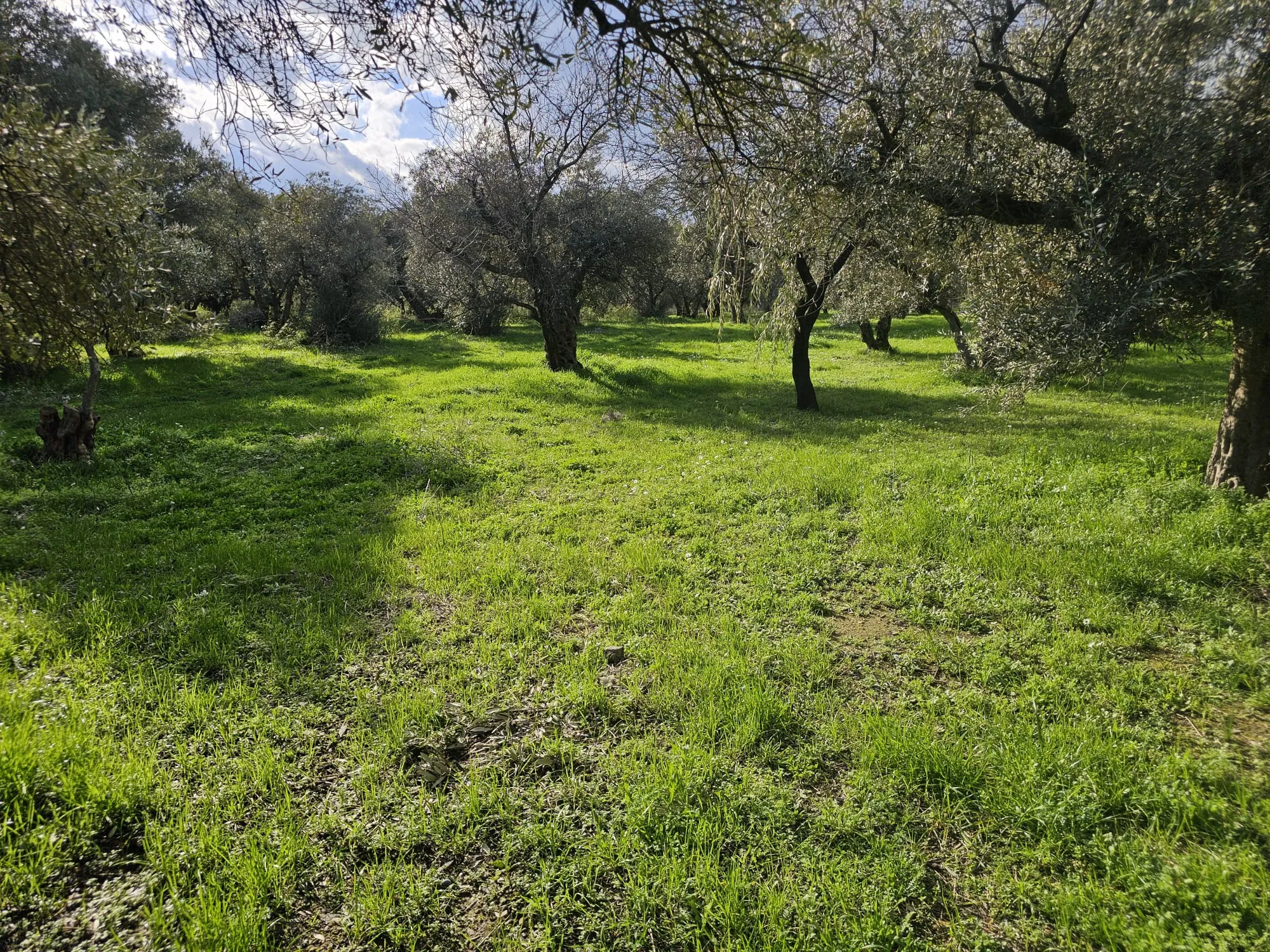 İzmir Kemalpaşa Ören Mahallesi'nde 3 Kat İmarlı Satılık Köşe Parsel!