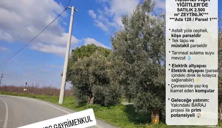 Kemalpaşa Yiğitler Mahallesi'nde Yatırım Fırsatı: 2.500 m² Zeytin Bahçesi