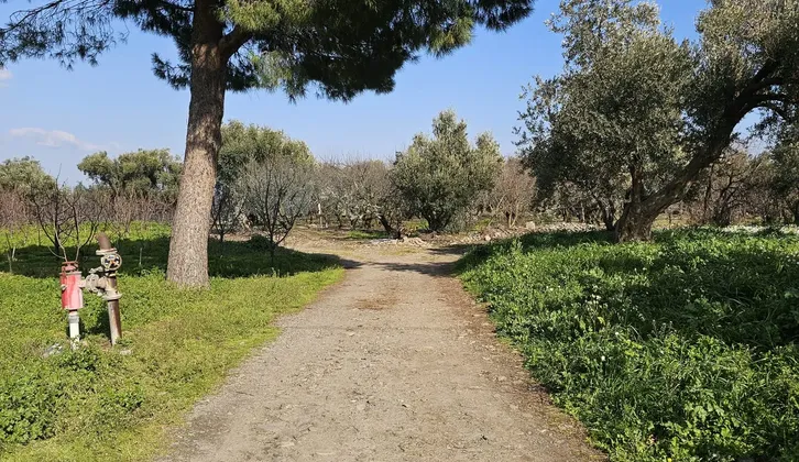 Kemalpaşa Yiğitler Mahallesi'nde Yatırım Fırsatı: 2.500 m² Zeytin Bahçesi