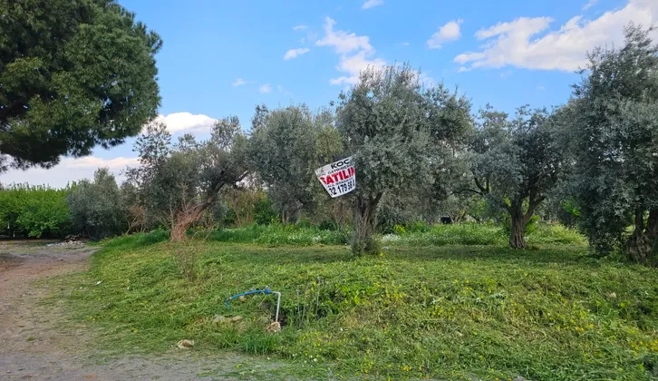 Kemalpaşa Yiğitler Mahallesi'nde Yatırım Fırsatı: 2.500 m² Zeytin Bahçesi