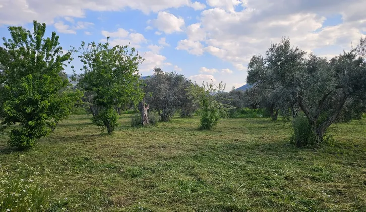 Kemalpaşa Yiğitler Mahallesi'nde Yatırım Fırsatı: 2.500 m² Zeytin Bahçesi