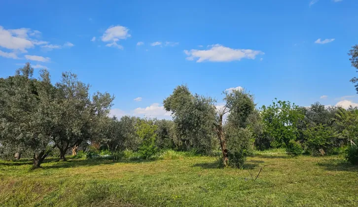 Kemalpaşa Yiğitler Mahallesi'nde Yatırım Fırsatı: 2.500 m² Zeytin Bahçesi
