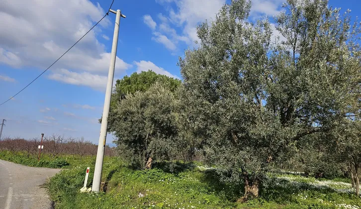 Kemalpaşa Yiğitler Mahallesi'nde Yatırım Fırsatı: 2.500 m² Zeytin Bahçesi
