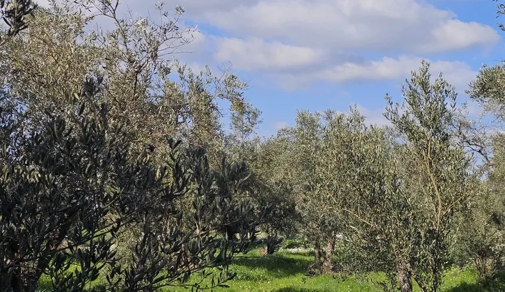 Kemalpaşa Yiğitler Mahallesi'nde Yatırım Fırsatı: 2.500 m² Zeytin Bahçesi