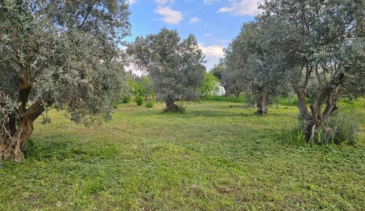 Kemalpaşa Yiğitler Mahallesi'nde Yatırım Fırsatı: 2.500 m² Zeytin Bahçesi