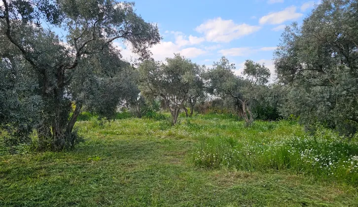 Kemalpaşa Yiğitler Mahallesi'nde Yatırım Fırsatı: 2.500 m² Zeytin Bahçesi