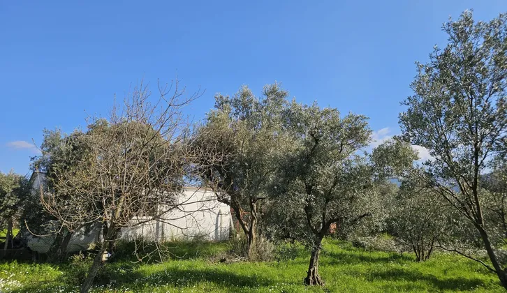 Kemalpaşa Yiğitler Mahallesi'nde Yatırım Fırsatı: 2.500 m² Zeytin Bahçesi