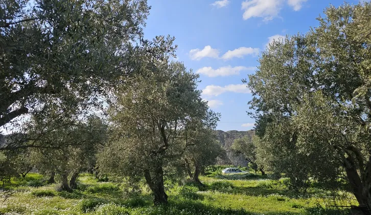 Kemalpaşa Yiğitler Mahallesi'nde Yatırım Fırsatı: 2.500 m² Zeytin Bahçesi