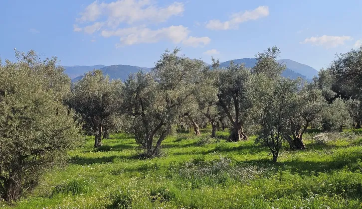 Kemalpaşa Yiğitler Mahallesi'nde Yatırım Fırsatı: 2.500 m² Zeytin Bahçesi