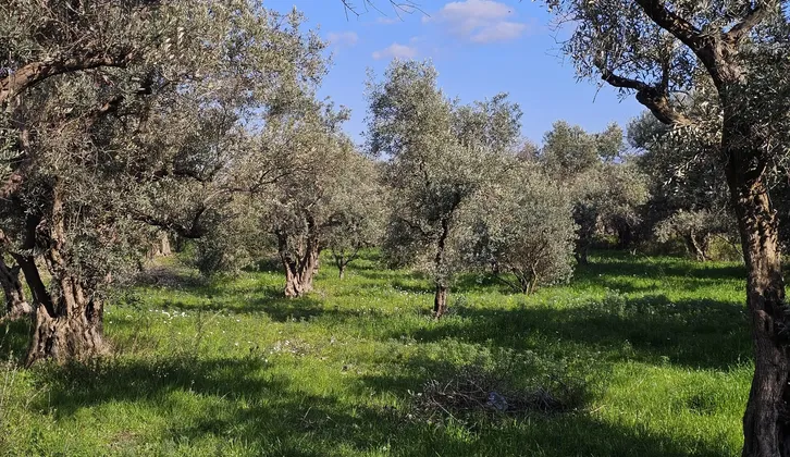 Kemalpaşa Yiğitler Mahallesi'nde Yatırım Fırsatı: 2.500 m² Zeytin Bahçesi
