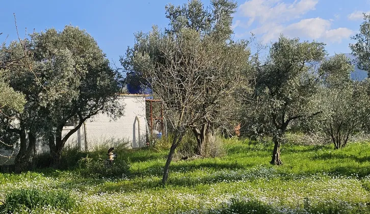 Kemalpaşa Yiğitler Mahallesi'nde Yatırım Fırsatı: 2.500 m² Zeytin Bahçesi