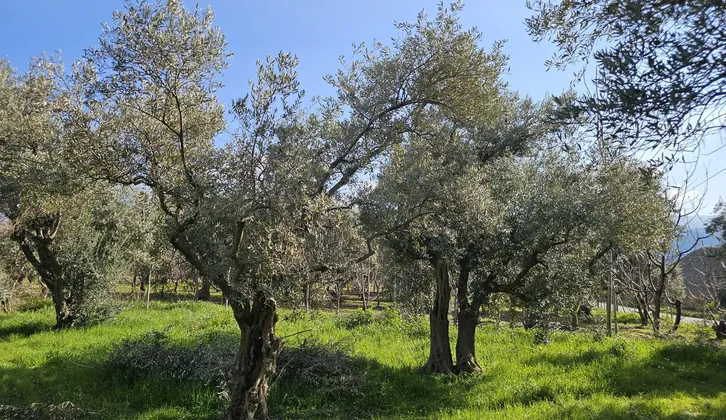 Kemalpaşa Yiğitler Mahallesi'nde Yatırım Fırsatı: 2.500 m² Zeytin Bahçesi